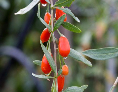 Goji